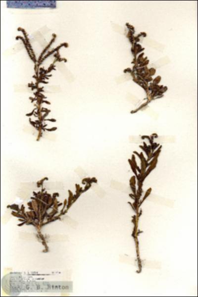 URN_catalog_HBHinton_herbarium_19436.jpg.jpg