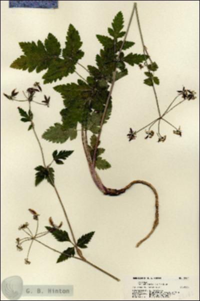 URN_catalog_HBHinton_herbarium_22181.jpg.jpg