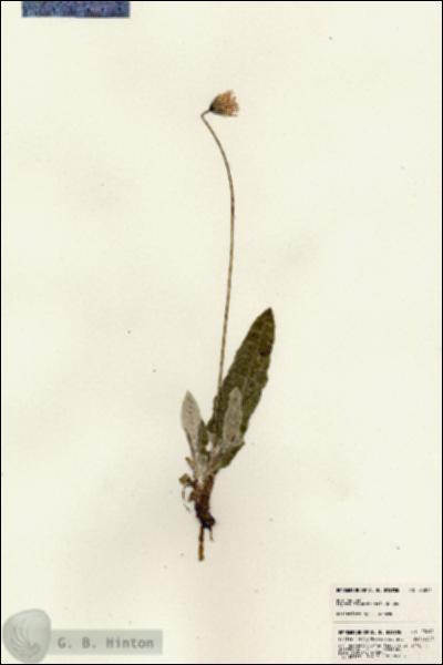 URN_catalog_HBHinton_herbarium_23091.jpg.jpg