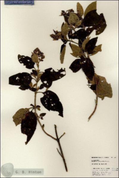 URN_catalog_HBHinton_herbarium_24985.jpg.jpg