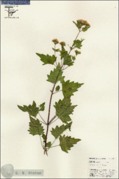 URN_catalog_HBHinton_herbarium_25628.jpg.jpg