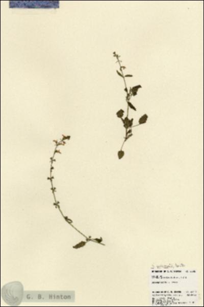 URN_catalog_HBHinton_herbarium_23508.jpg.jpg