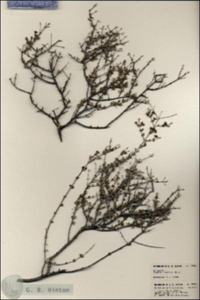 URN_catalog_HBHinton_herbarium_23584.jpg.jpg