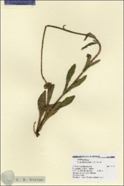 URN_catalog_HBHinton_herbarium_25485.jpg.jpg