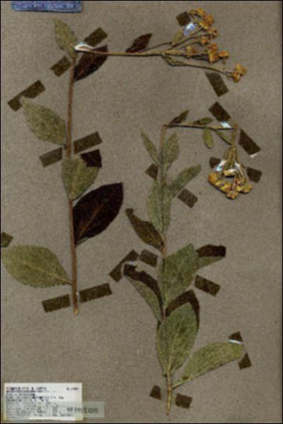 URN_catalog_HBHinton_herbarium_19037.jpg.jpg