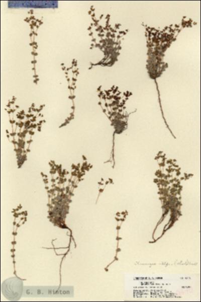 URN_catalog_HBHinton_herbarium_18470.jpg.jpg