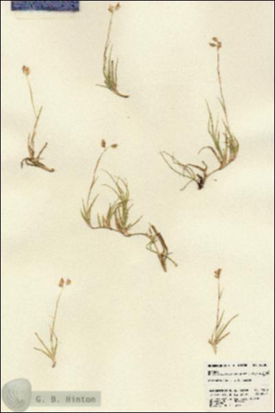 URN_catalog_HBHinton_herbarium_22380.jpg.jpg