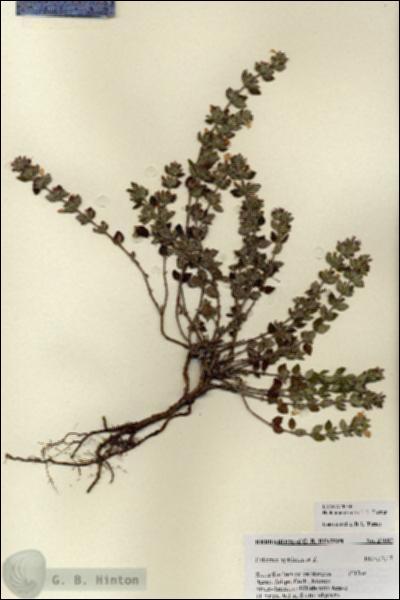 URN_catalog_HBHinton_herbarium_27082.jpg.jpg
