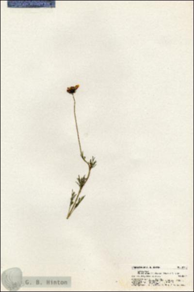 URN_catalog_HBHinton_herbarium_20945.jpg.jpg