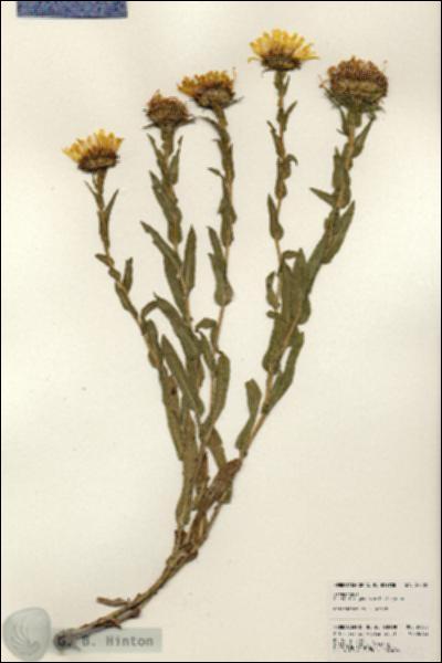 URN_catalog_HBHinton_herbarium_24382.jpg.jpg