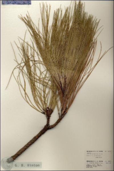 URN_catalog_HBHinton_herbarium_24028.jpg.jpg