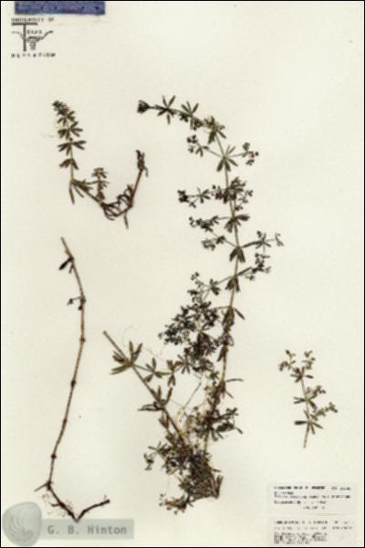 URN_catalog_HBHinton_herbarium_26383.jpg.jpg