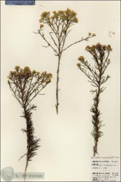 URN_catalog_HBHinton_herbarium_23840.jpg.jpg