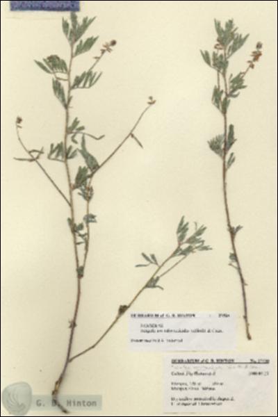 URN_catalog_HBHinton_herbarium_27520.jpg.jpg