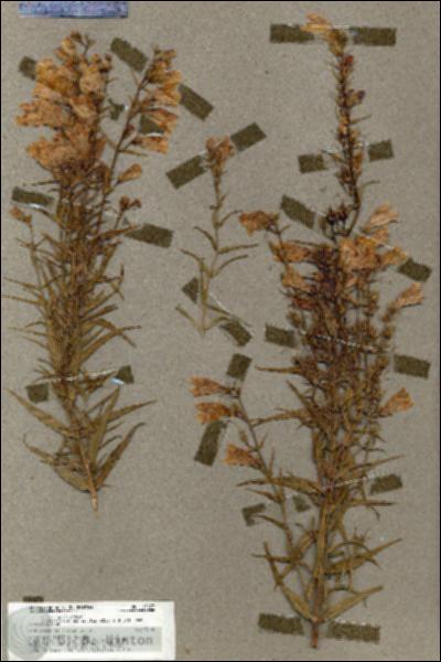 URN_catalog_HBHinton_herbarium_17877.jpg.jpg