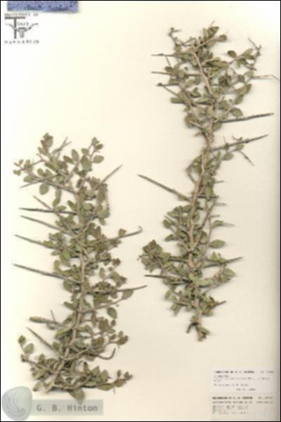 URN_catalog_HBHinton_herbarium_25786.jpg.jpg
