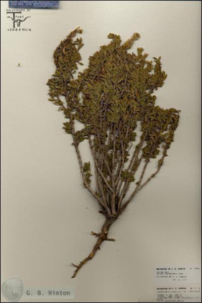 URN_catalog_HBHinton_herbarium_25733.jpg.jpg