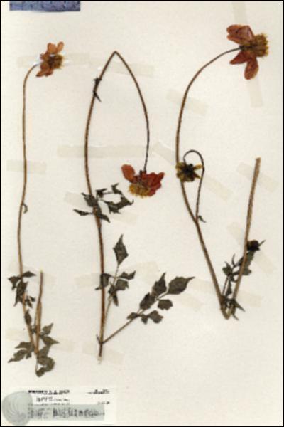 URN_catalog_HBHinton_herbarium_19761.jpg.jpg