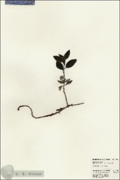 URN_catalog_HBHinton_herbarium_22939.jpg.jpg