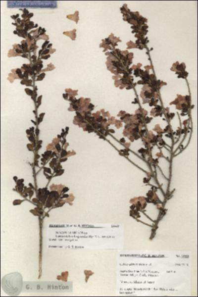 URN_catalog_HBHinton_herbarium_21060.jpg.jpg