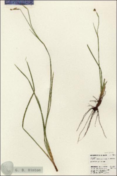 URN_catalog_HBHinton_herbarium_23904.jpg.jpg