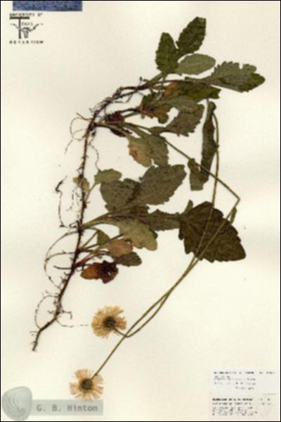 URN_catalog_HBHinton_herbarium_25606.jpg.jpg