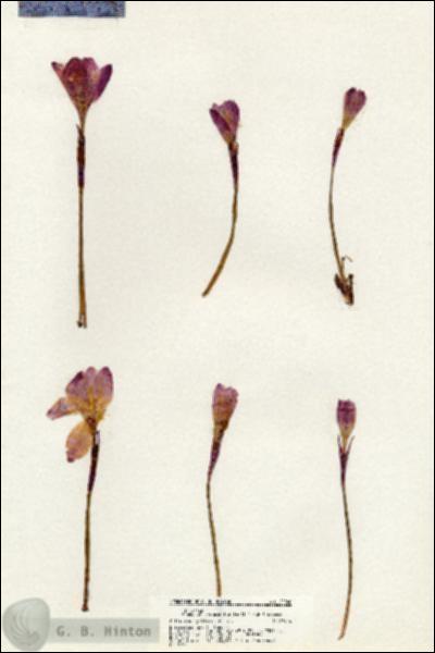 URN_catalog_HBHinton_herbarium_20940.jpg.jpg