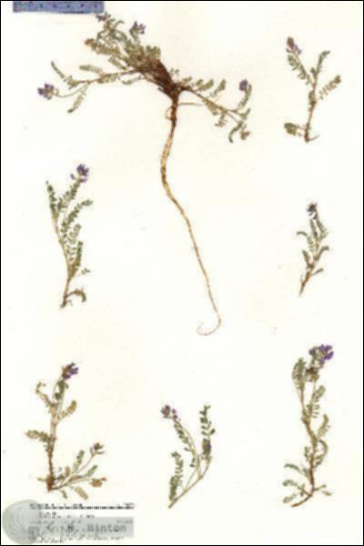 URN_catalog_HBHinton_herbarium_20980.jpg.jpg