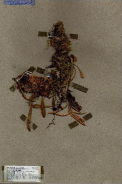 URN_catalog_HBHinton_herbarium_17371.jpg.jpg