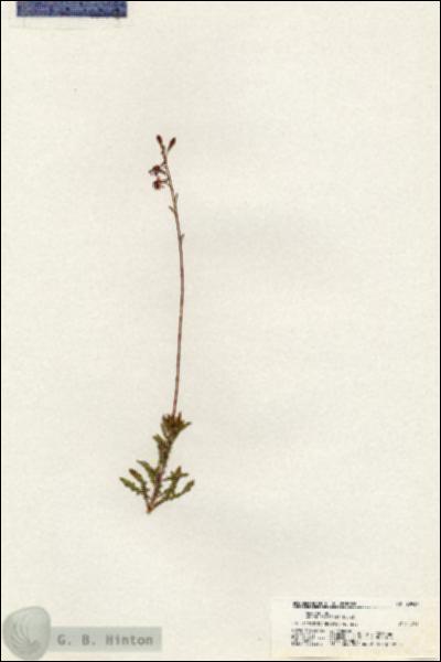 URN_catalog_HBHinton_herbarium_20937.jpg.jpg