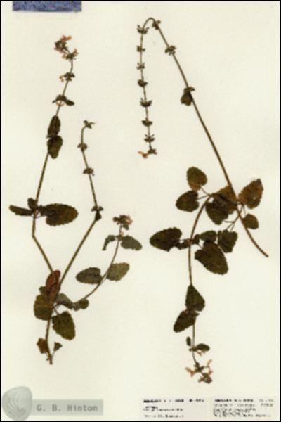 URN_catalog_HBHinton_herbarium_21616.jpg.jpg