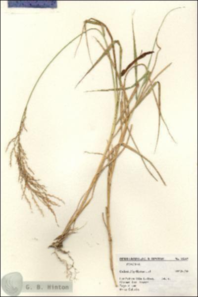 URN_catalog_HBHinton_herbarium_25305.jpg.jpg
