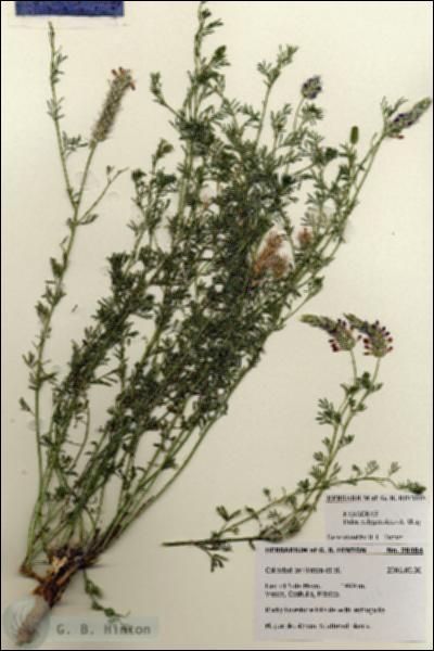 URN_catalog_HBHinton_herbarium_28484.jpg.jpg