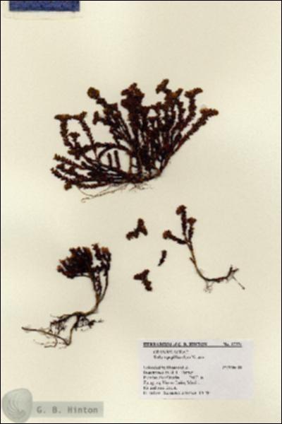 URN_catalog_HBHinton_herbarium_17551.jpg.jpg