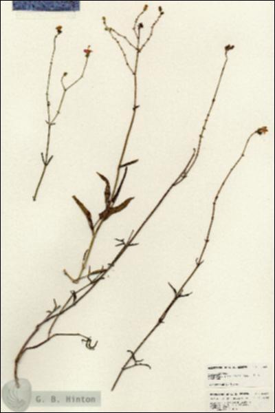 URN_catalog_HBHinton_herbarium_25158.jpg.jpg