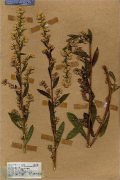URN_catalog_HBHinton_herbarium_17884.jpg.jpg
