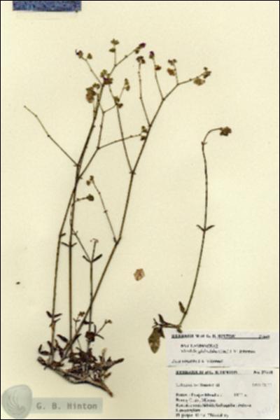 URN_catalog_HBHinton_herbarium_27448.jpg.jpg