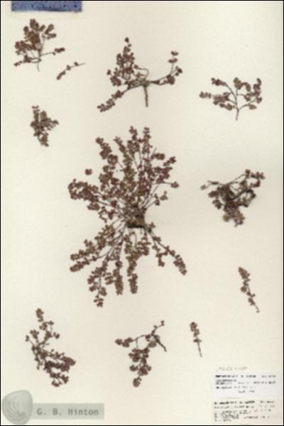 URN_catalog_HBHinton_herbarium_25713.jpg.jpg