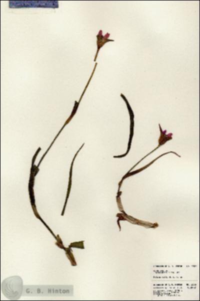 URN_catalog_HBHinton_herbarium_23385.jpg.jpg