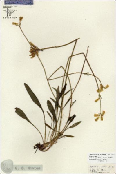 URN_catalog_HBHinton_herbarium_26684.jpg.jpg