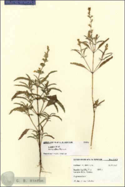 URN_catalog_HBHinton_herbarium_27573-1.jpg.jpg