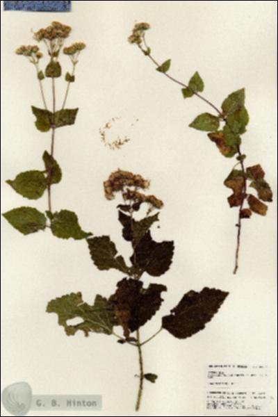 URN_catalog_HBHinton_herbarium_24929.jpg.jpg