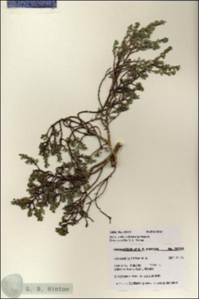 URN_catalog_HBHinton_herbarium_28222.jpg.jpg