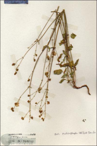 URN_catalog_HBHinton_herbarium_19908.jpg.jpg