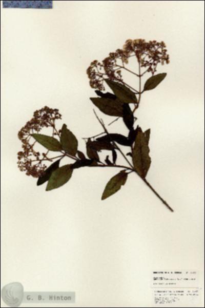 URN_catalog_HBHinton_herbarium_24822.jpg.jpg