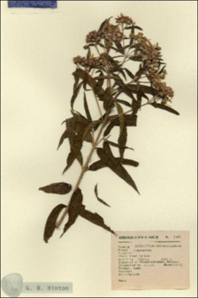 URN_catalog_HBHinton_herbarium_1648.jpg.jpg