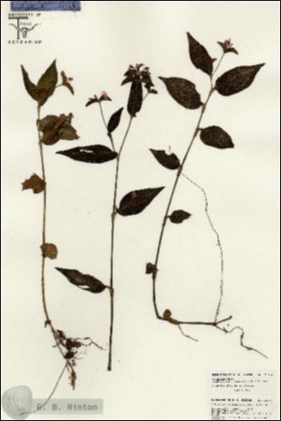 URN_catalog_HBHinton_herbarium_26434.jpg.jpg