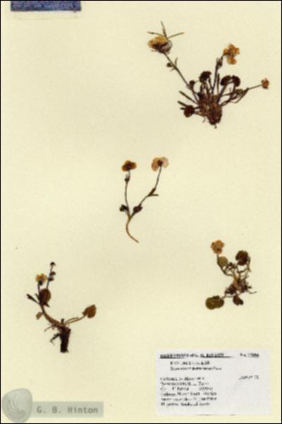 URN_catalog_HBHinton_herbarium_17004.jpg.jpg