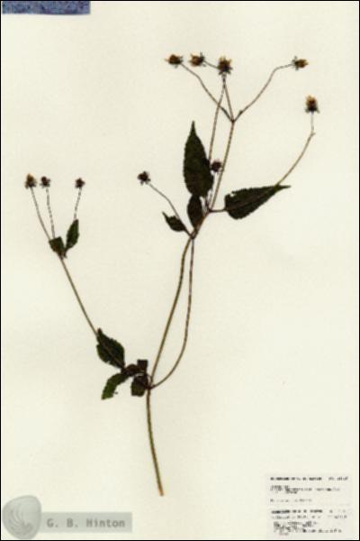 URN_catalog_HBHinton_herbarium_25015.jpg.jpg