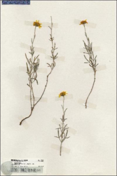 URN_catalog_HBHinton_herbarium_19785.jpg.jpg